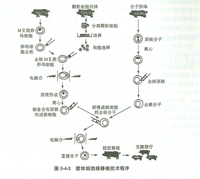 动物体细胞核移植过程图片