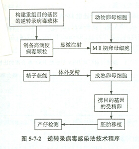 转基因动物的流程图图片