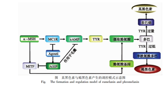 真黑色素与褐黑色素产生的调控模式示意图