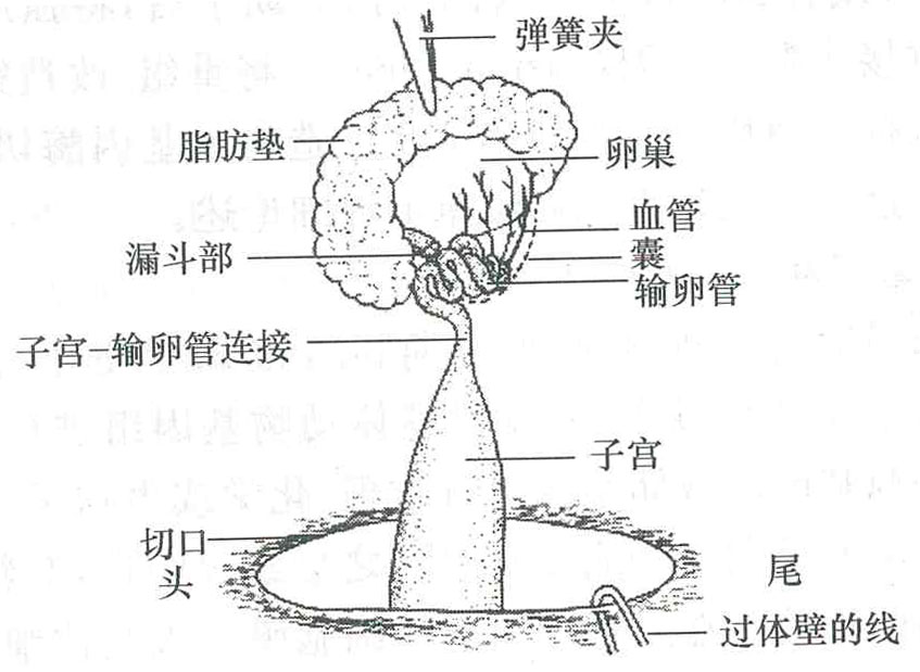 小鼠大肠小肠结构图图片