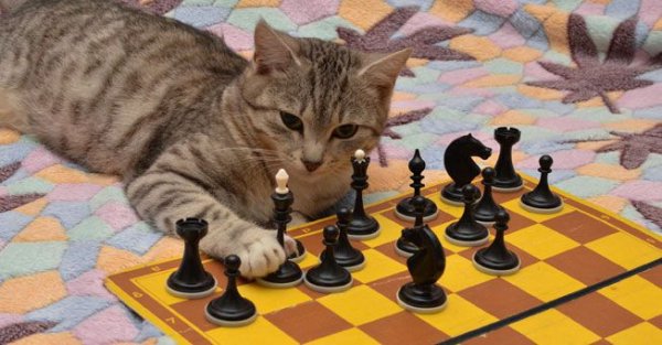 猫和狗谁更聪明？