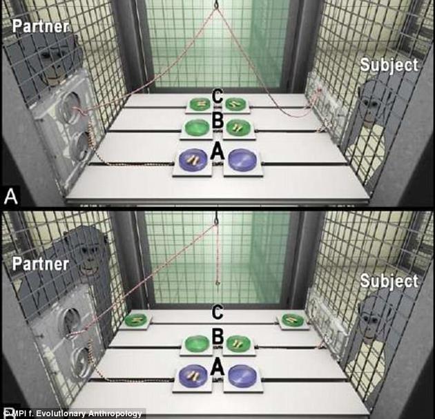 图像顶部是试验布置场景，从实验主体黑猩猩角度来看，同伴黑猩猩可以选择A，这代表同伴单独获得食物；选择B或者C，代表同伴将食物留给实验主体，冒着风险却未获得任何报酬。B终点：同伴选择B或者C，实验主体通过选择C进行报答，这种情况下它们彼此都获得食物。