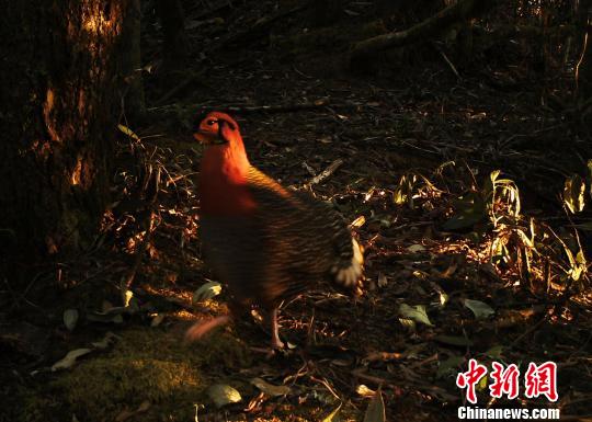 中国境内首次野外拍到野生灰腹角雉（图）