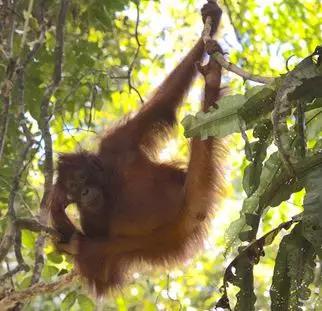 在林间嬉戏的成年红毛猩猩。 图片来源:HUTAN/KOCP (Kinabatangan Orang-utan Conservation Programme)