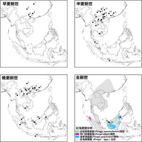 从早更新世到现在（2015年），红毛猩猩的分布变化。其中，早期的分布（黑色圆点）参考了化石资料。 图片来源：参考文献[2]