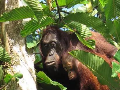 妈带着娃。 图片来源:HUTAN/KOCP (Kinabatangan Orang-utan Conservation Programme)