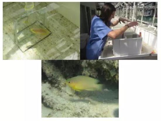 图片来源:Masters Student, Simona Colosio, tests the cognitive abilities of the Ambon Damselfish at Lizard Island Research Station in Australia