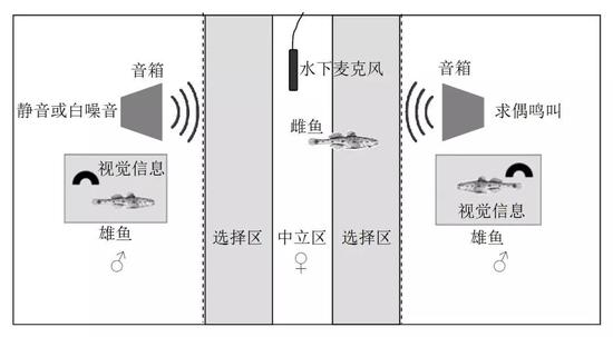 图9。 虾虎鱼声音和视觉回放实验装置示意图（图片来源：引自参考文献[4]）
