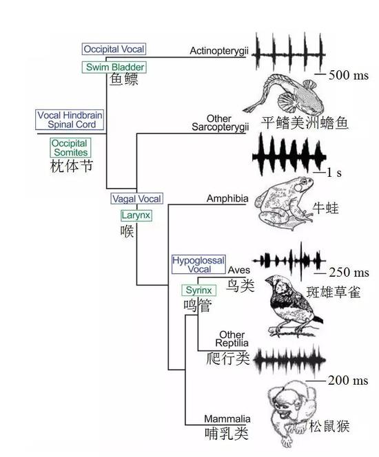 图2。 脊椎动物的鸣叫方式和发声器官的进化关系（图片来源：引自参考文献[2]）