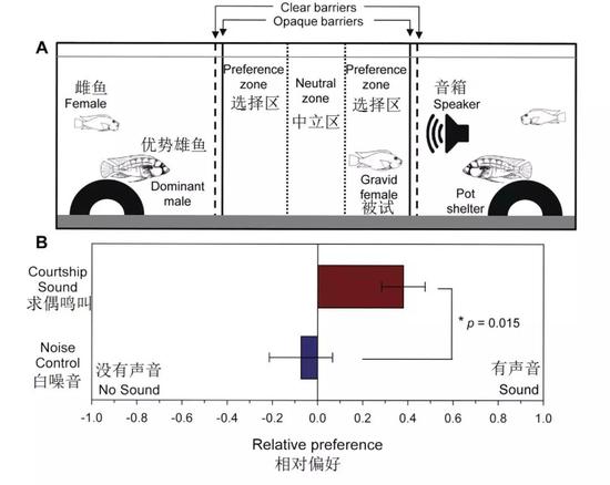 图5。 非洲慈鲷鱼雌性趋声实验的装置示意图（A）和结果（B）（图片来源：引自参考文献[3]）