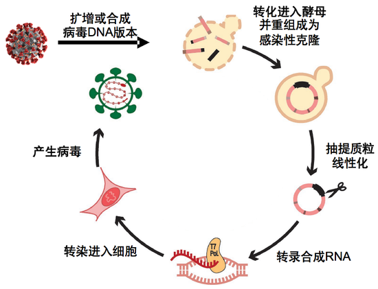  图9。 冠状病毒感染性克隆[1]