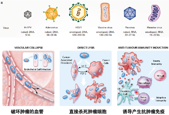 图14。 溶瘤病毒及其作用机制[2]