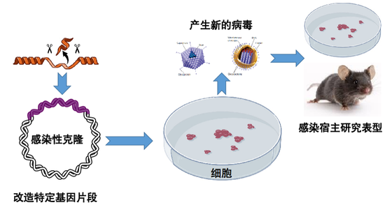 图8。 病毒研究的反向遗传操作系统，改编自维基百科