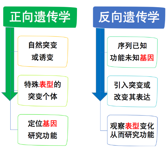  图5。 正向遗传学及反向遗传学