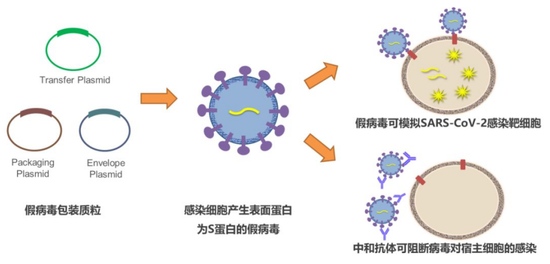  图10。 假病毒颗粒用于冠状病毒研究（引自金斯瑞公司）