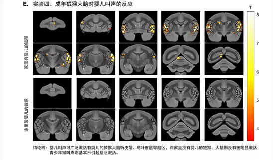 图1.（A）狨猴父母背着“婴儿”；图1（B）基于解救的利他行为实验范式示意图；图1（C）隔绝“婴儿”相关的视觉信息或者直接替换为喇叭播放“婴儿”叫声可引起狨猴解救行为（囚禁盒背面透明，施救者入岛后可观察到里面物体）；图1（D）配偶间互相解救时，放置一只隐藏的“婴儿”狨猴或播放“婴儿”狨猴叫声，可增加家庭中有“婴儿”的狨猴配偶间互相解救行为。图1（E）清醒功能核磁共振成像结果显示家庭中有“婴儿”的狨猴其听皮层、岛叶皮层等脑区被“婴儿”叫声显著激活，而无“婴儿&quot;家庭的狨猴则没有显著激活