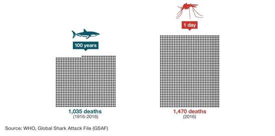 蚊子每天造成的死亡人数比鲨鱼100年来杀死的人还要多（数据来源：WHO，Global Shark Attack File）