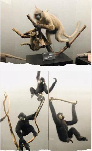 上图为长尾叶猴，下图为北白颊长臂猿 摄影：杨劲松