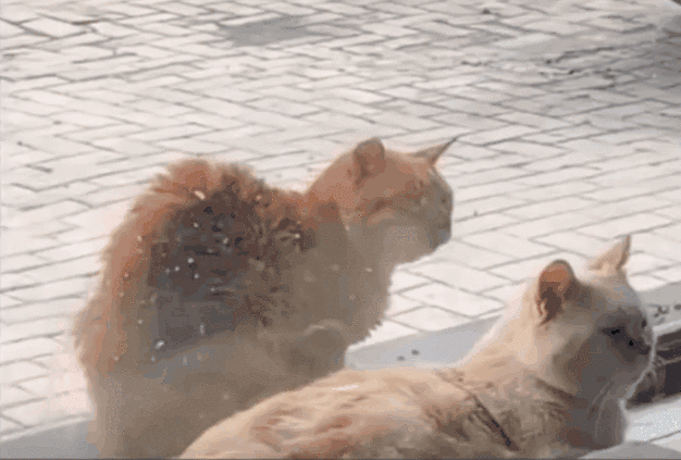 猫不会拒绝主人的“敌人”