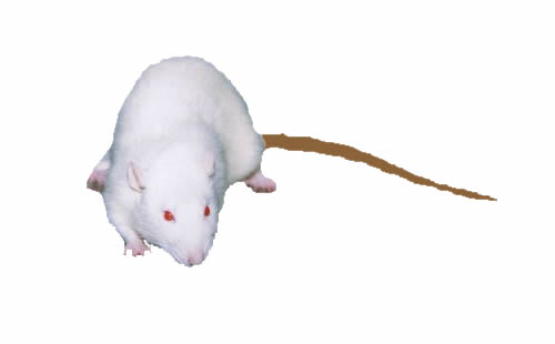 Science:怀孕小鼠的热量摄入被限制会影响后代精子
